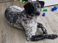 Hündin zu verkaufen - Wiesbaden