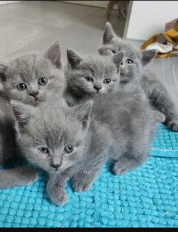 Kitten abgabebereit - Herbolzheim