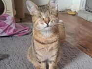 Marie sucht liebevolles Zuhause - Bergheim (Nordrhein-Westfalen)