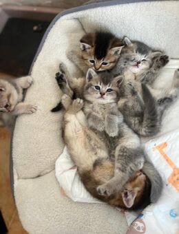 Unsere süßen Babykatzen suchen bald ein liebevolles zu Hause - Ratingen Zentrum