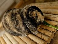 Zwergwidder-Männchen, geb. 03.2021, sucht neues Zuhause - Markkleeberg