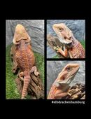 No.3 High Red Blue Bartagame male (pogona vitticeps) NZ April 2025 in 22175