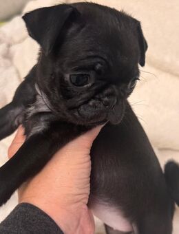 Noch ein kleines Mopsmädchen sucht ihr Zuhause ab Dezember mit Stammbaum - Darmstadt