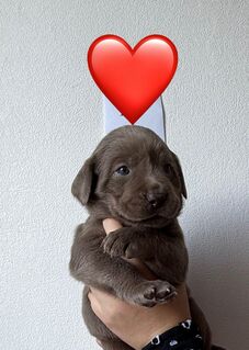 Reinrassige Labrador Welpen mit Ahnentafel