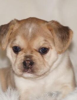 Zwei tolle Französische Bulldoggen Welpen Rüden - Frengle -aus deutscher zucht - Grünberg