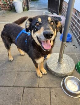 Lizzy ❤️ sucht ihr Familie - Kalkar
