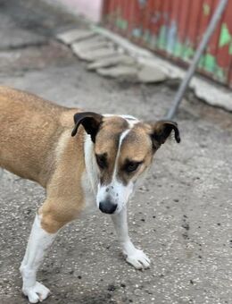 Zauberhafte Bea sucht ihr Glück - Celle