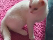 Süßer Kater Türkisch Van Rangdoll - Recklinghausen