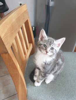 Hauskatze Kitten Katzenbabys Maine Coon Mix - Marne