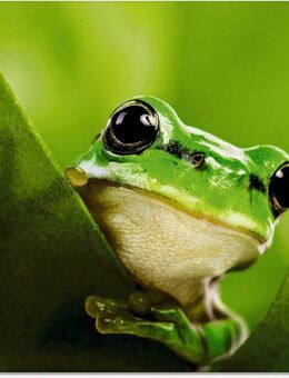 Artland Glasbild Ausspähender Frosch, Wassertiere (1 St), in verschiedenen Größen