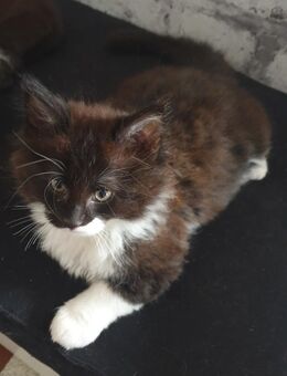 Katzenbabys Katze Kater Hauskatze Maine Coon Mix - Marne