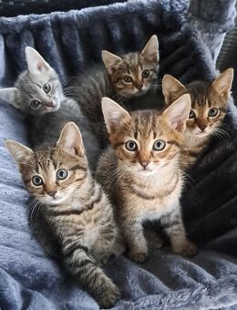 Zuckersüße Katzenbabys - Ehningen