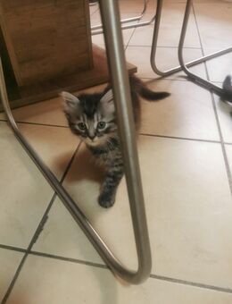 Main coon baby's - Lug