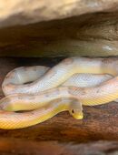 Kornnatter in gute Hände abzugeben in 65589