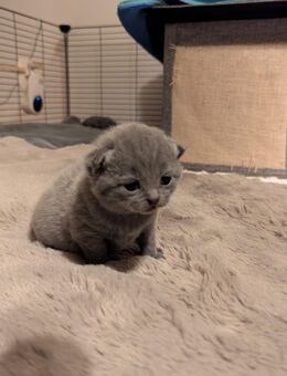 Bkh katzen in Farbe blau grau - Kronburg