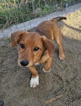 Toni 30 cm - Alpenrod