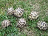 Vierzehenschildkröten / Steppenschildkröten NZ 2023 - Fürstenwalde (Spree)