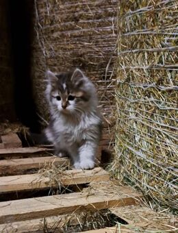 Babykatze, Bauernhofkatze, Langhaarkatze - Bernbeuren