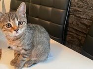 BKH Mix Kitten weiblich und männlich - Berlin