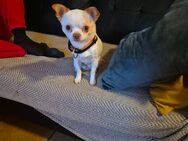 Chihuahua Rüde sucht ruhiges Zuhause - Kappeln Zentrum