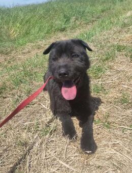 Freddy - dunkler Charmeur - Overath