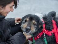 Zodi wünscht sich ein Zuhause! - München