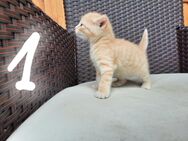 Kitten, Katzenbaby, Kätzchen - Iphofen