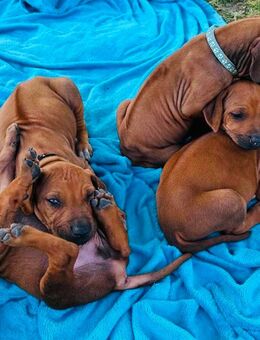 Rhodesien Ridgeback Welpen - Allstedt