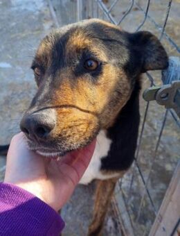 George von kettenlos - Bollingstedt