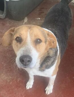 SARDELA - aufgeschlossene, liebe Hündin - Aerzen