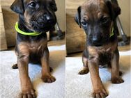 Zuckersüße Rhodesian Ridgeback Welpen - Leonberg (Baden-Württemberg)