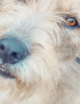 Tilly mit den schiefen Ohren - Cottbus