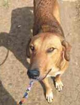 Rosé liebe verträgliche hübsche Hündin - Hüllhorst