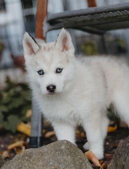 Pomsky F1b Welpen mit Stammbaum - Osnabrück