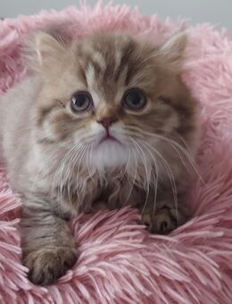 Reinrassige Britische Langhaarige Katze von Vereingehörigen zucht - Osnabrück