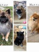 Pomeranian Zwergspitz Welpen in 99955