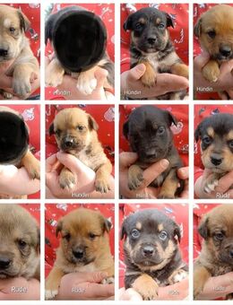 Mischling Welpen - Altmärkische Wische