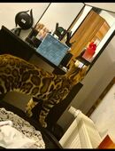 Bengal deckkater reinrassige mit Stammbaum in 66111