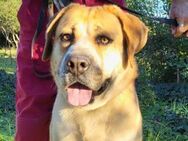 Notfellhündin♥Honey♥sucht dringend PS/ES - Hamburg