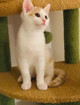 Babykatze - Ingolstadt