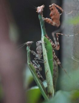 Citharomantis falcata, Gottesanbeterin - Aachen