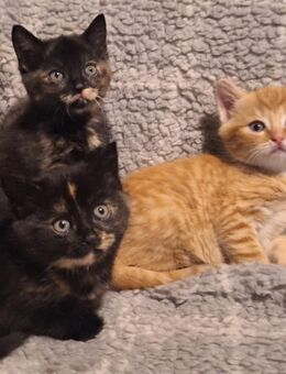 Süsse Maincoonmix Kittn - Wächtersbach