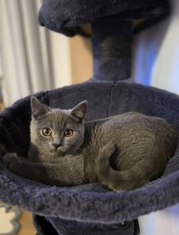 Britisch Kurzhaar Kitten - Berlin