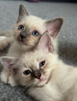 Heilige Birma Kitten - Dortmund Bövinghausen