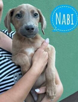 Nabi ein zarter Prinz - Flörsheim-Dalsheim
