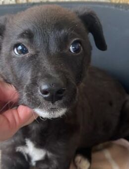 ARVA kleine verspielte neugierige Hündin - Velbert