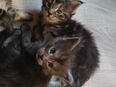 Noch 3 Xxl maine coon kitten black smoke kater und weibchen u. Ein Tabby in 97688