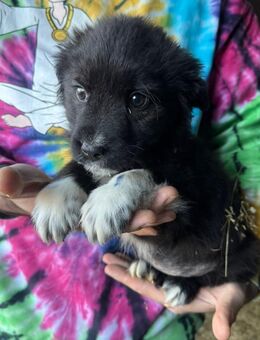 Panchita liebevolle kleine Entdeckerin - Schlitz