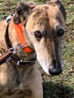 GASPAR - möchte endlich eine Familie! - Sulzbach-Laufen