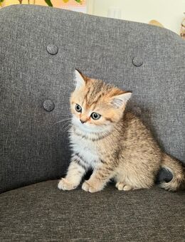 BKH Kitten - Backnang